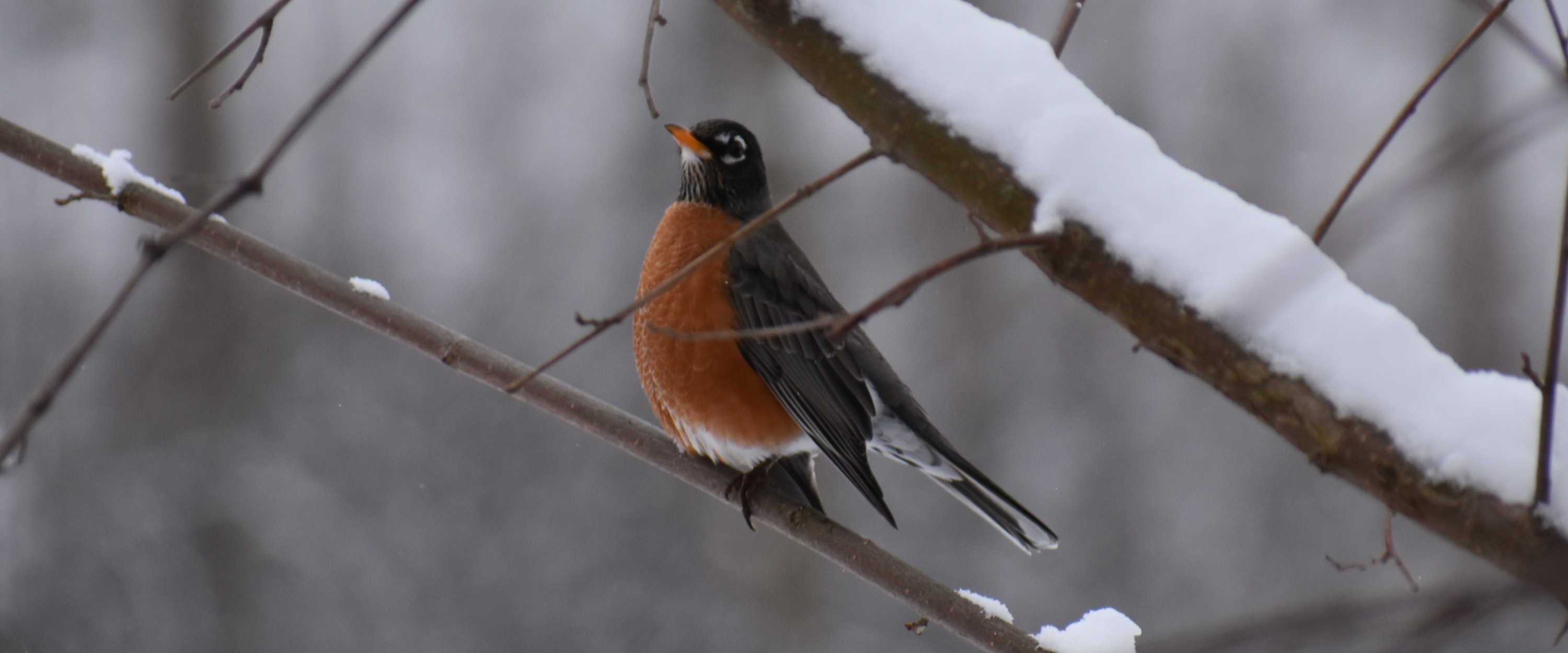 Winter Bird Count Hike: Farbach-Werner image
